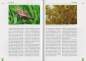 Preview: Der Gefleckte Walzenskink